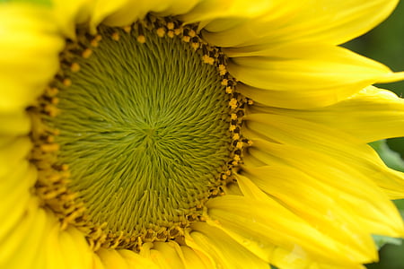 flor del sol, amarillo, naturaleza, verano, flor, floración, sol