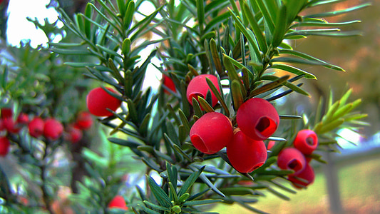 rosso, bacca, frutta di albero del Yew