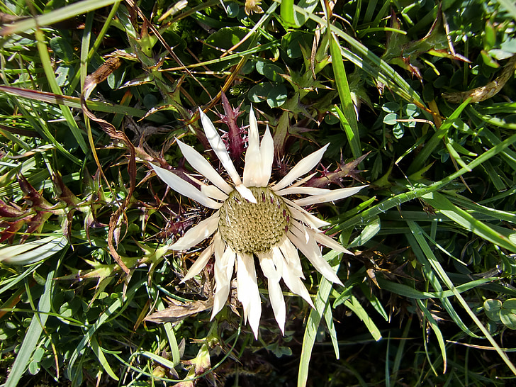 thistle de plata, flor, floración, cardo, planta, Espinosa, flora