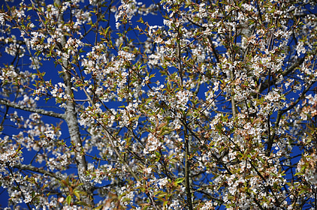 Польща, Природа, дерево, процвітає, Весна