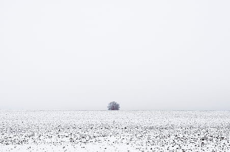 tráva, sníh, Zimní, pole, strom, Příroda, Horizont
