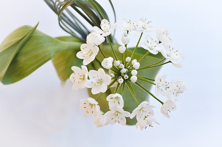 flower, flowers, white, leek flower, from above, white flower, close