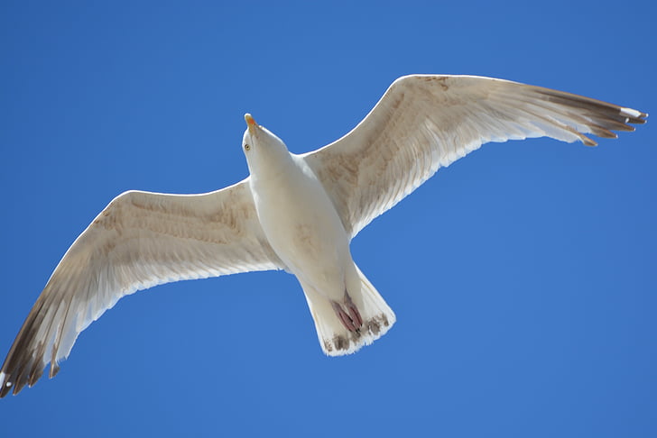 seagull, animal, fly, nature, wings, air, blue sky