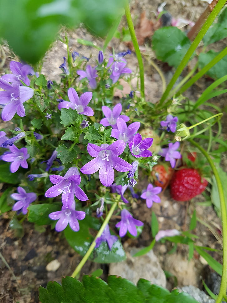 violette wilde Blume, Wildblumen, Perimeter road