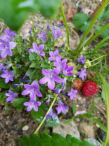 fioletowy kwiat dzikiego, Wildflower, Obwód drogowy