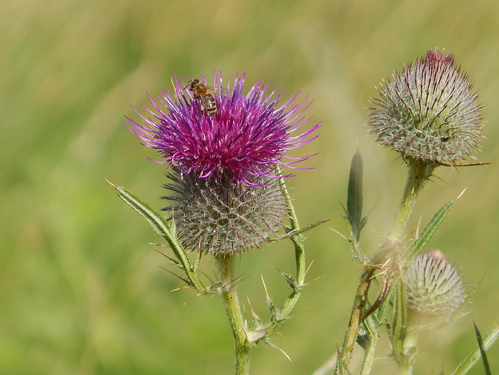 thistle, natural, wasp, nature, plant, flower, summer