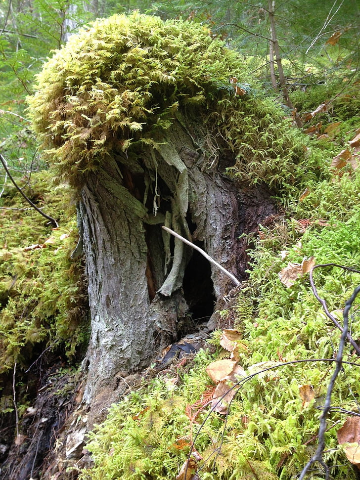stump, moss, forest, green, landscape, outdoor, trunk