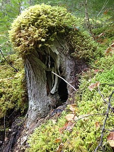 stump, moss, forest, green, landscape, outdoor, trunk