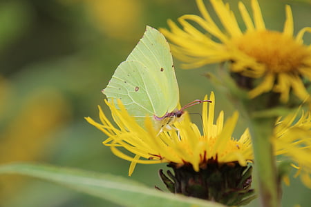 gonepteryx rhamni, πεταλούδα, πράσινο, λουλούδια, ζώο, το καλοκαίρι, έντομο