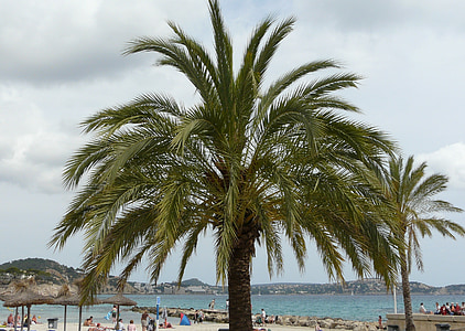 Mallorca, Paguera, Palm, plaj, Deniz
