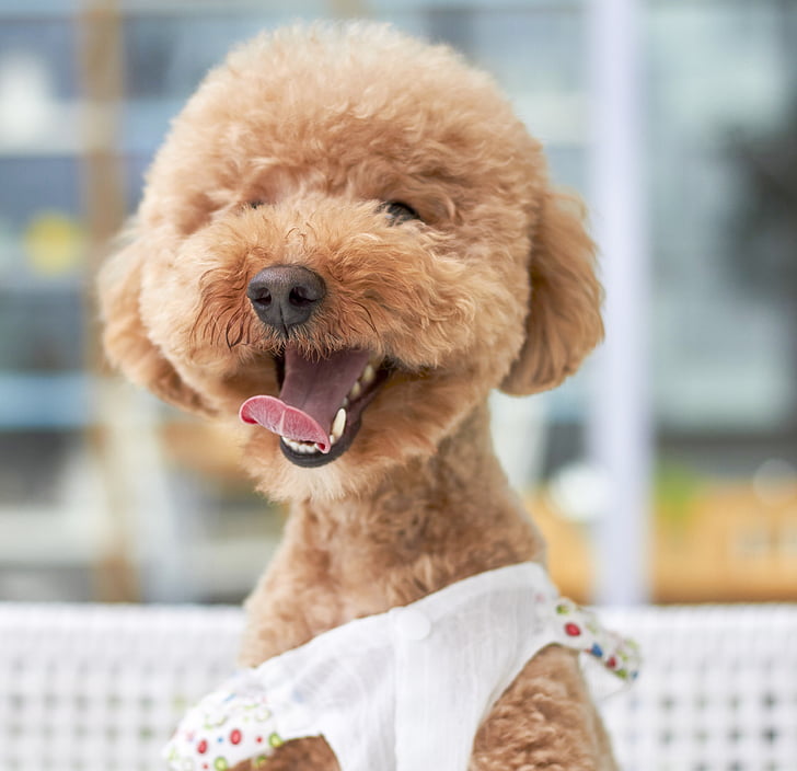 dog, smile, outdoor, paste, variety, small, poodle