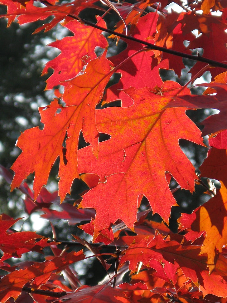 close, photo, maple, leaf, autumn, Autumn, Leaves, Forest