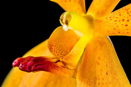 orquídia, flor, flor, flor, taronja, natura, close-up