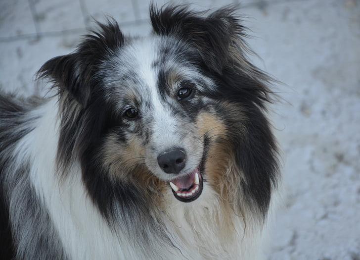 perro pastor de Shetland, perro, Collie, cabeza, animal doméstico, Retrato, animal