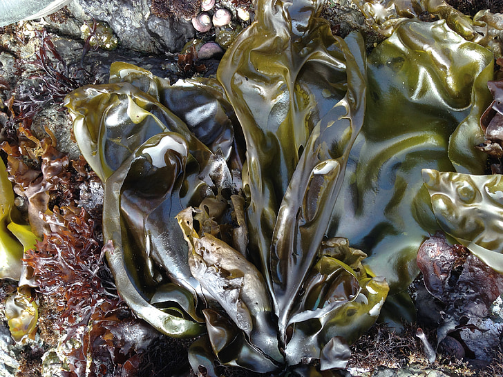 algas marinas, mar, Costa, norte de california, Océano, planta