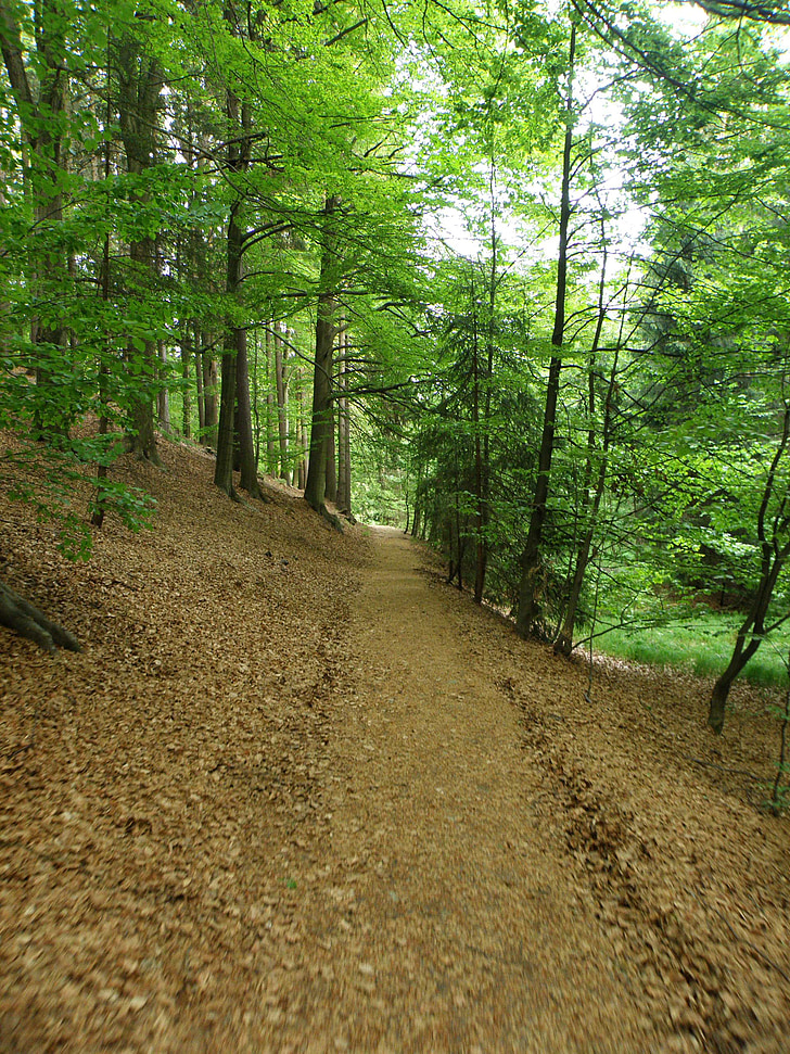 gozd, pot, drevo, zelena, Gozdna cesta, Češka