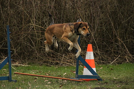 hund, hoppa, utöva, hund träning, Agile, hund utbildning träningsområde