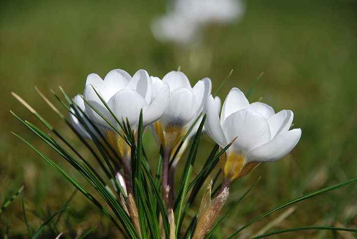krokas, balta, pavasarį, gėlė