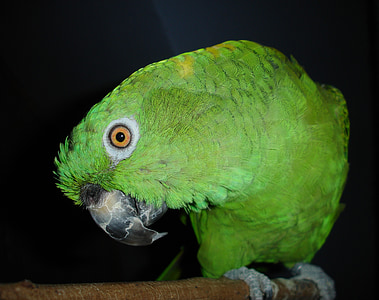 Žuti vrat Amazonka, papiga, Amazonka, ptica, zelena, pero, perje