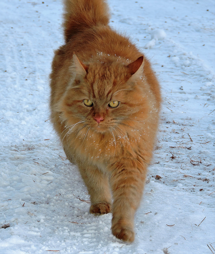 cat, red, red cat, snow, winter, fur, pet
