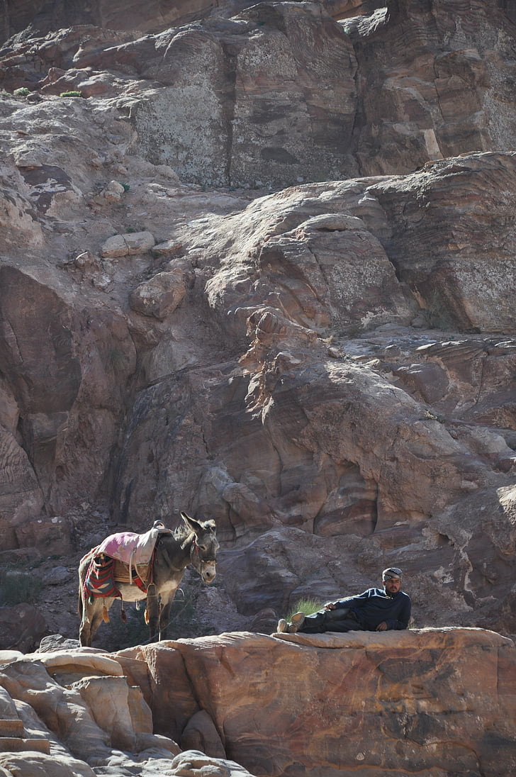donkey, jordan, mountain