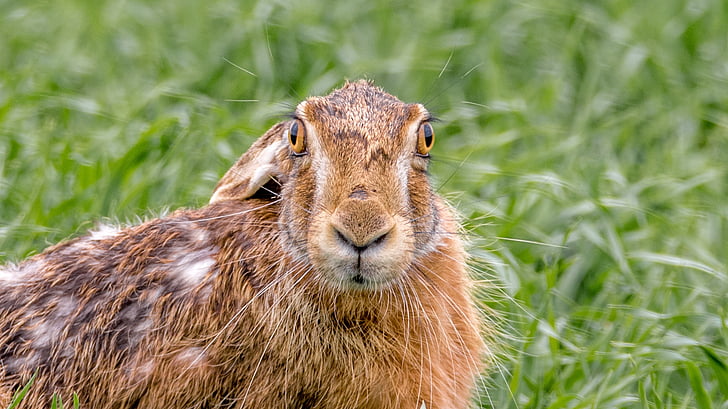 hare field, hare, mammal, animal, rabbit, ear, hairy