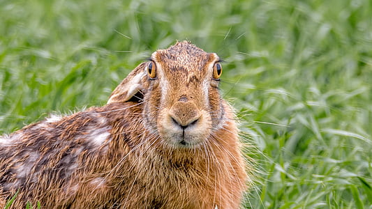 Hare felt, Hare, pattedyr, dyr, kanin, øre, behårede
