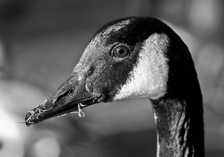 Canada goose, Husa, pták, Detailní záběr, černá a bílá, jedno zvíře, zvířata v přírodě