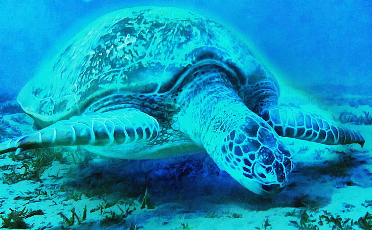 skildpadde, Mar, dyr, kæmpe skildpadde, Tamar project