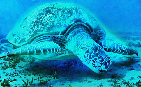 schildpad, Mar, dieren, Reuzenschildpadden, Tamar project