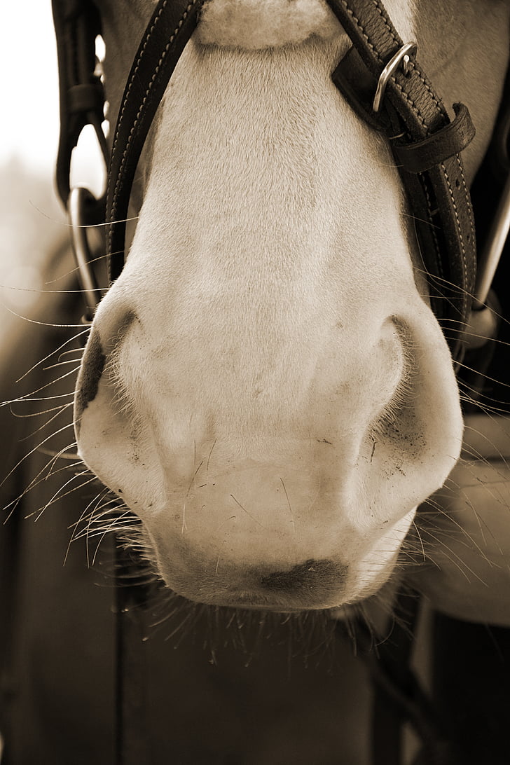 kôň, nozdry, mäkké, nos, konské hlavy, biela