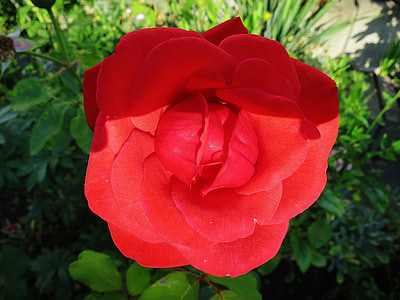Rosa, aroma de les roses, vermell, Romanç, flor, flor, romàntic