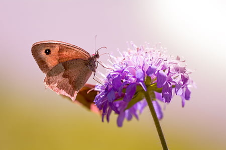vlinder, weide bruin, doven-skabiose, duif scabious, Scabiosa columbaria, Maniola jurtina, edelfalter