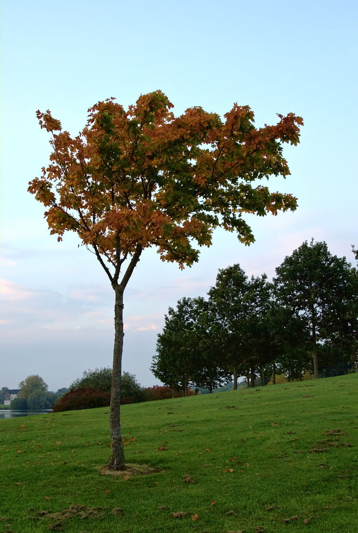 Park, hösten, oktober, träd