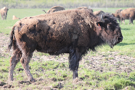 Buffalo, adulto bufalo, Shaggy, Shaggy buffalo, a piedi, capannone, spargimento