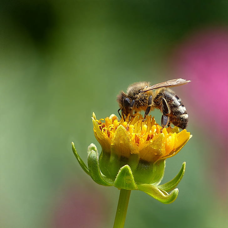 zvíře, hmyz, včela medonosná, včela, léto, smývání, květ