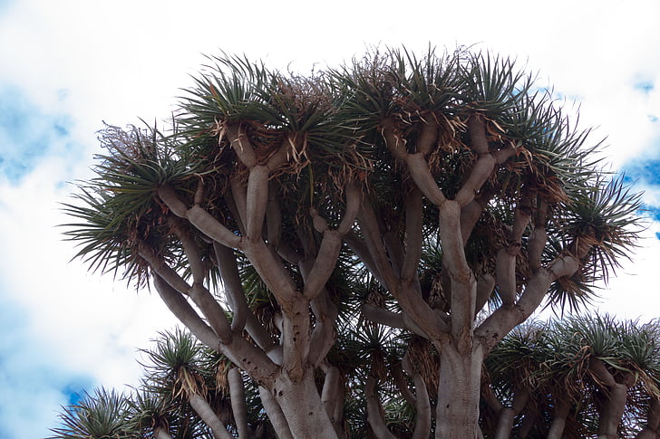 Canarische eiland dragon tree, Dracaena draco, echte bladeren, Schopf, bedreigde soorten, boom