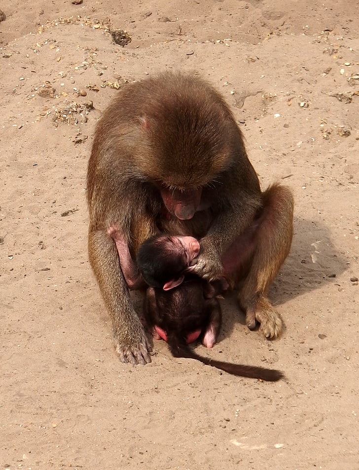 Мавпа, мати мавпа, Мавпа дитини
