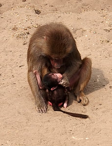 aap, moeder aap, kind monkey