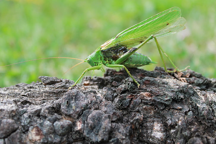 grasshopper, wood, insect, nature, animal, close-up, wildlife