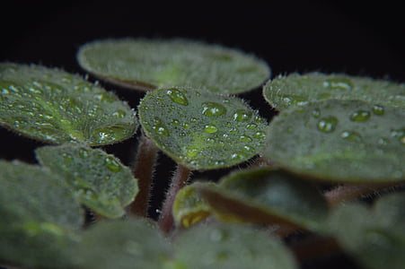 Leaf, Rosa, kvapky, Príroda, mokré, kvapky vody, po daždi