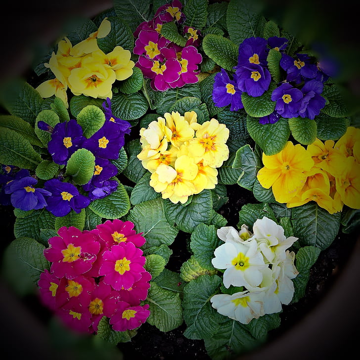 flors de primavera, primroses, molts colors vívids, groc, blau, vermell violeta, blanc