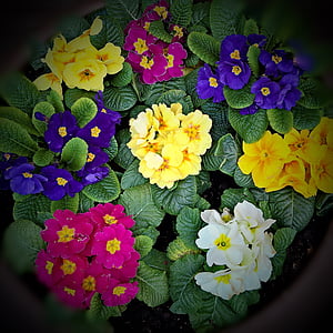 flors de primavera, primroses, molts colors vívids, groc, blau, vermell violeta, blanc