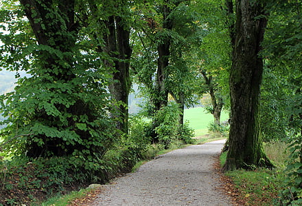 Avenue, stromy, vzdialenosť, Príroda, nálada, dub, strom linajkované avenue