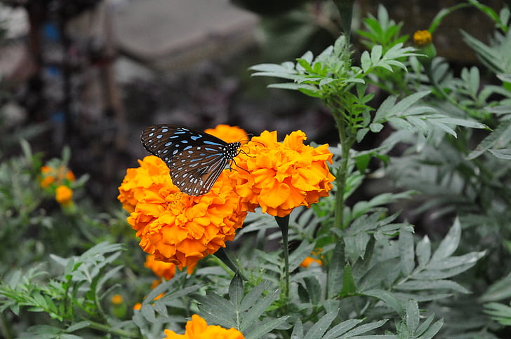 motýľ, kvet, žltá, Príroda, motýľ - hmyzu, krása v prírode, vonku