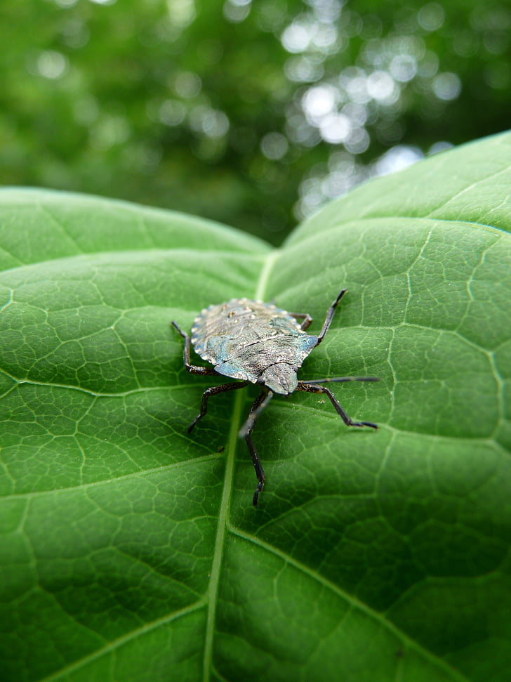 bug-ul, frunze, natura, insectă, animale, Close-up, macro