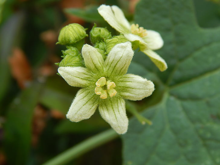 Blume, Anlage, Natur