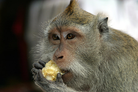 Bali, beždžionė, gyvūnų, makakos, Gamta, majomerdő