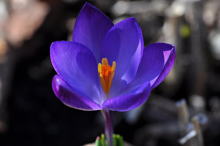 Крокус, цветок, Блоссом, Блум, завод, цветок весны., фиолетовый