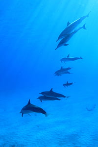 delfinek, víz alatti, búvár, hal, nyáj, Hawaii, tenger